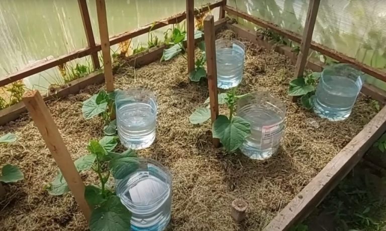 Бесплатный капельный полив, экономящий силы и деньги