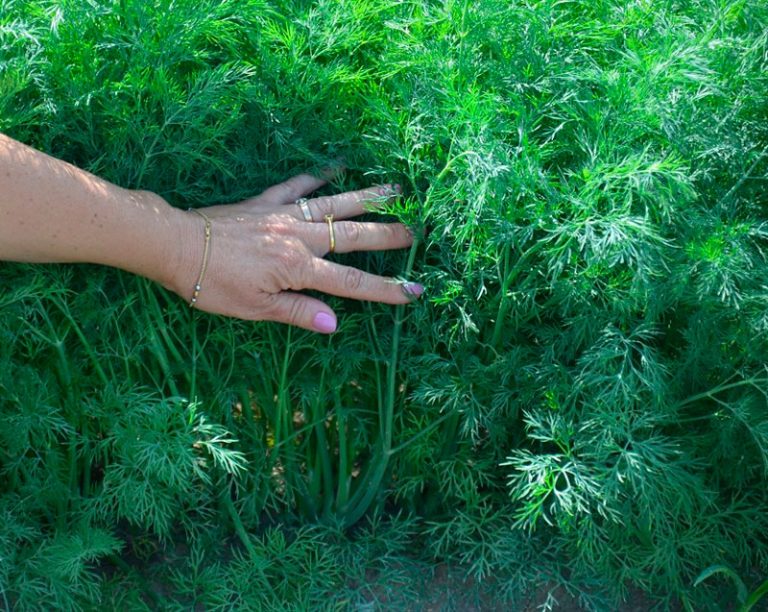 Чем обработать семена укропа, чтобы получить хорошие всходы и шикарный урожай