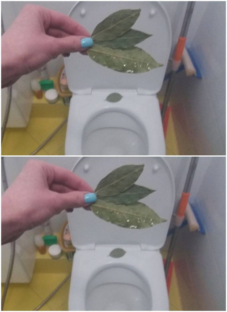 Для чего опытные хозяйки бросают в унитаз лавровый лист