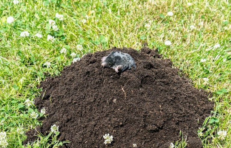 Всего 25 минут и кротов на участке вы больше не увидите: без ловушек и бутылок