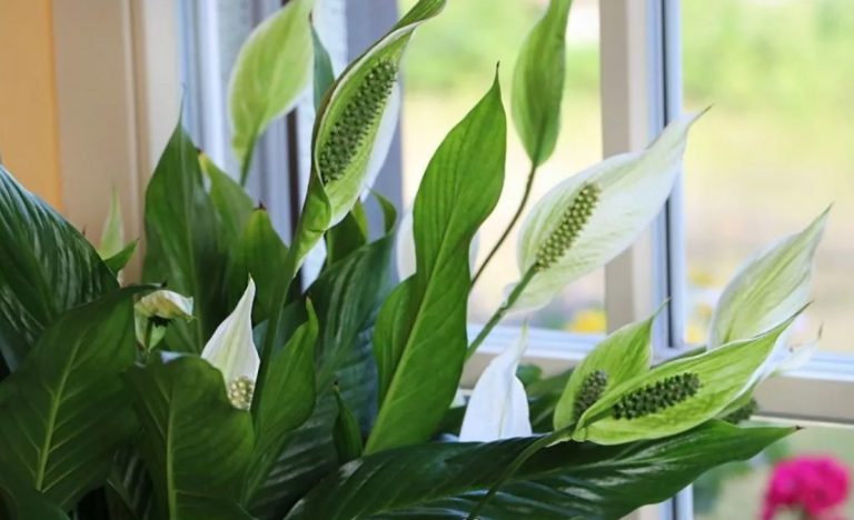 У меня цветет так, что все соседки завидуют. Советы, благодаря которым ваш Спатифиллум будет здоровым и красивым