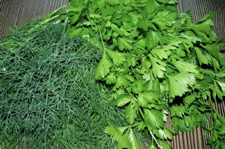 У меня зелень в холодильнике лежит 2 месяца и как свежая: как ее храню без стаканов с водой