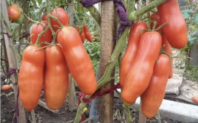 Эти томаты я буду сажать постоянно: урожайные, мясистые и очень вкусные