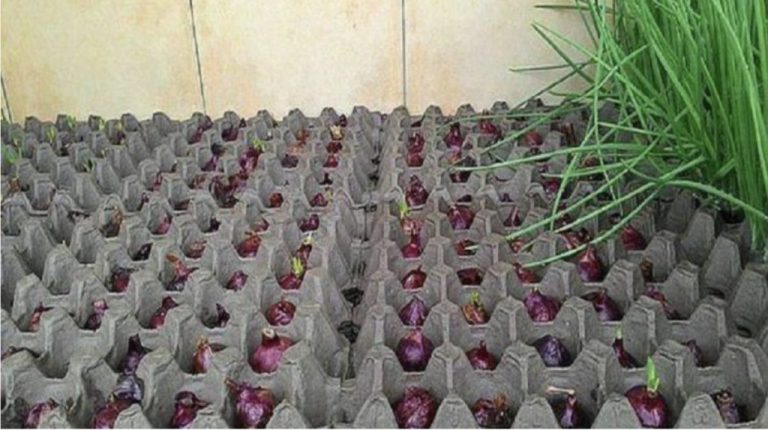 Необычная и очень интересная посадка лука: не грязная, ведь земли тут нет