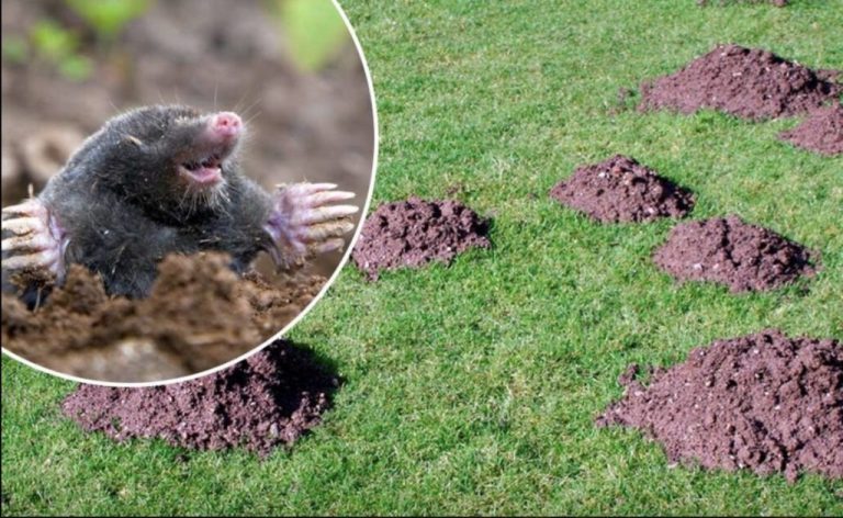 Этот запах кроты не переносят. Как быстро прогнать вредителя с участка: рассказываю