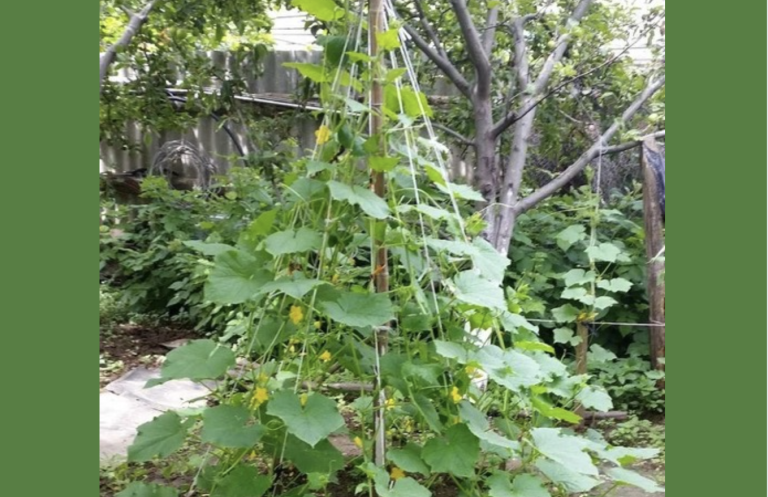 Сажаю огурцы только так: занимают мало места, а собирать – одно удовольствие