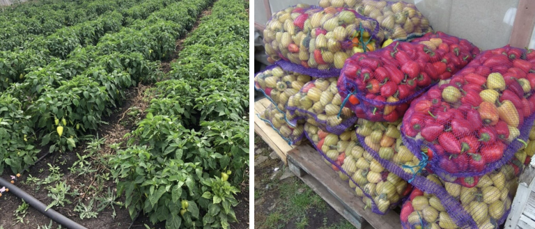 Вот почему я сажаю перец очень густо и по ДВА в одну лунку. Лучшая схема посадки