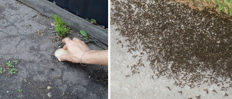 Муравьи боятся моего огорода как огня: соседка-биолог поделилась копеечным средством