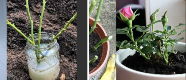 Старый китайский рецепт. В этом растворе любой черенок за 2 дня пустит первые корешки