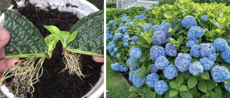 Самый простой и эффективный способ размножения гортензий листом: результат уже через месяц