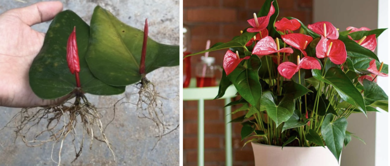Всех своих подруг научила размножать антуриум листочком: превосходный эффект