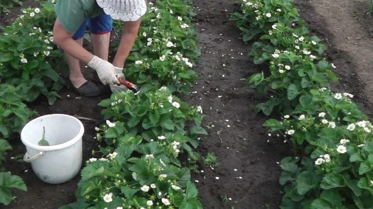Даю каждую весну своей клубнике только 1 удобрение и клубника шикарно плодоносит