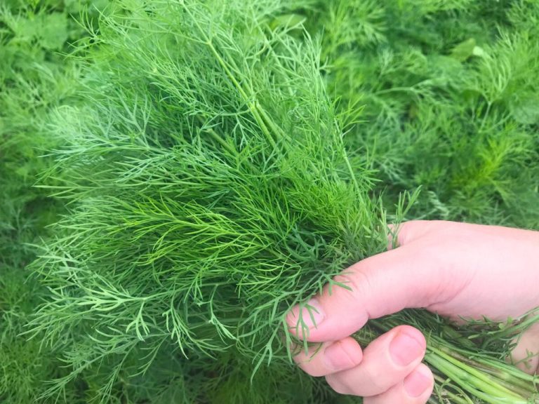 3 года завидовала соседке, глядя на её укроп, пока она мне не открыла секрет его мощного роста