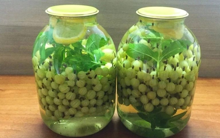 Хоть 100 банок закрой — все равно будет мало. Вкусный мохито из зеленого крыжовника