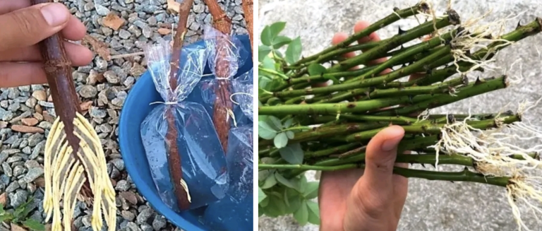 Старый китайский рецепт. В этом растворе любой черенок за 2 дня пустит первые корешки