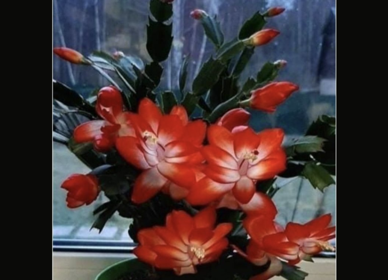 Зацвел за 24 часа! Благодаря этой подкормки сразу все в бутонах, пышное цветение вам обеспечено.