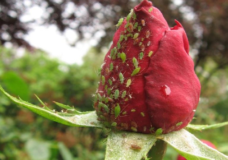 Тля оставит ваши розы в покое. Делюсь эффективными методами избавления от вредителя