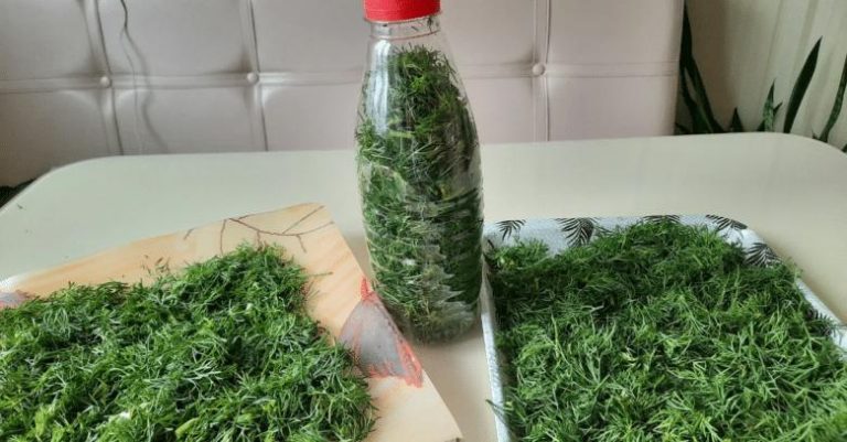 Свежий укроп всегда под рукой. Где и в чем хранить укроп, чтобы он долго оставался свежим