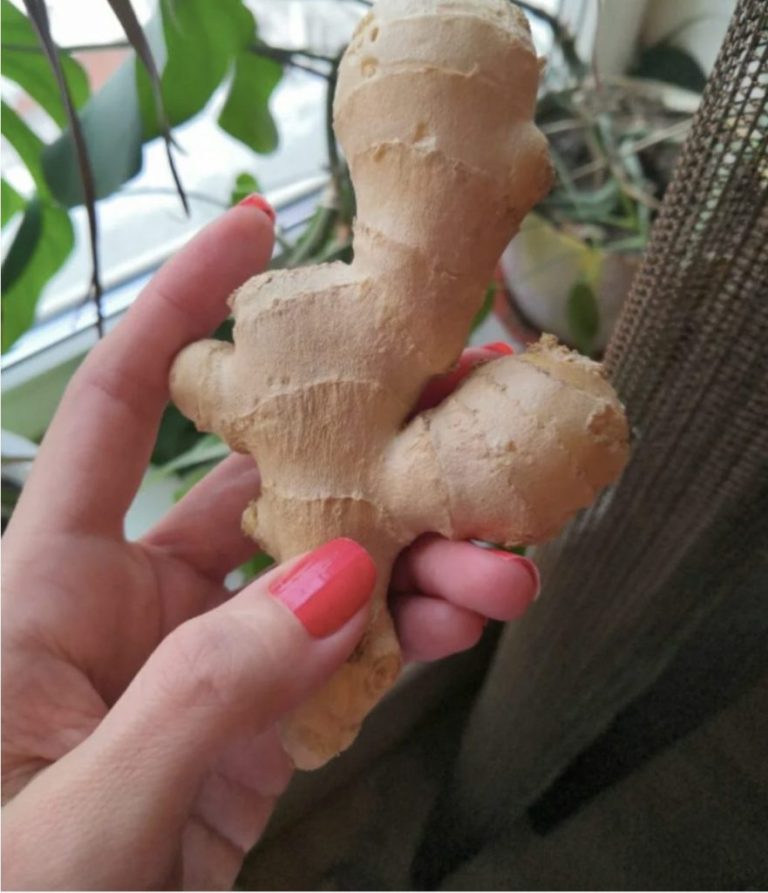 Купила в магазине корень имбиря и посадила: такого быстрого и красивого роста растения я еще не встречала