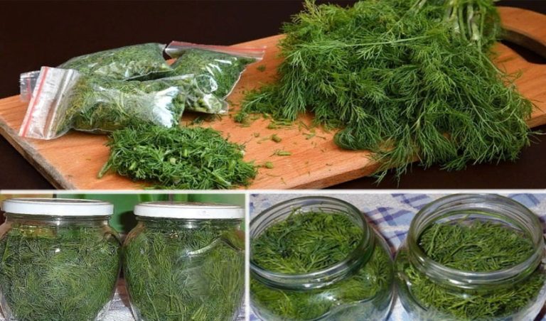 Как заготовить на зиму укроп без заморозки: делаем запасы, т.к. зимой зелени не накупишься