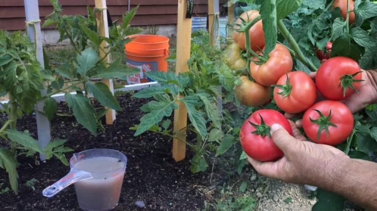 Дедовская подкормка томатов: растут быстро и не болеют