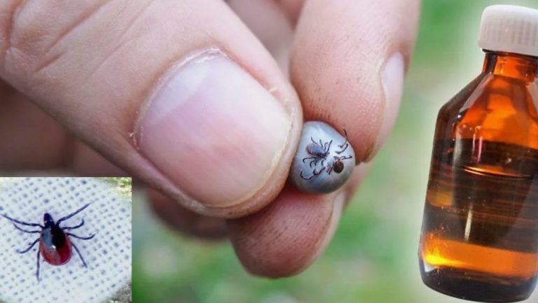 Почему егерей никогда не кусают клещи? Знакомый раскрыл 10 запахов, которых они боятся, как огня