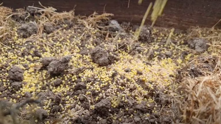 Нашла способ как избавиться от муравьёв быстро и без химии. Убегают вместе с потомством