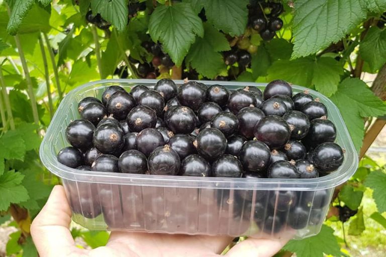 Сама раньше не верила. Смородина растет очень крупной на рыбе и помногу. Удобрения и навоз просто ненужны