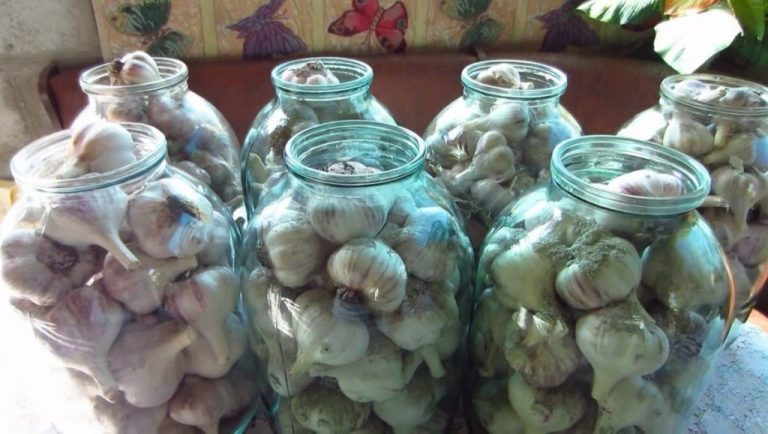 Лучший метод хранения чеснока: может так лежать годами