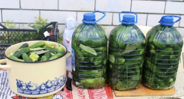 Хрустящие вкусные огурчики в пластиковой бутылке: по вкусу как бочковые