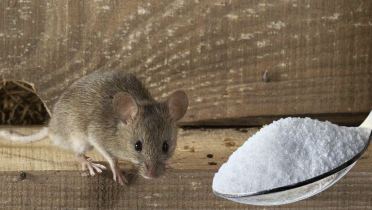 Мыши организованно покинут дом, если рассыпать везде немного этого средства, еще мой прадед пользовался этим способом