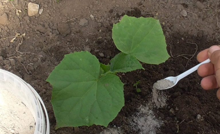 Подсыпаю это под огурцы и собираю каждый день по ведру