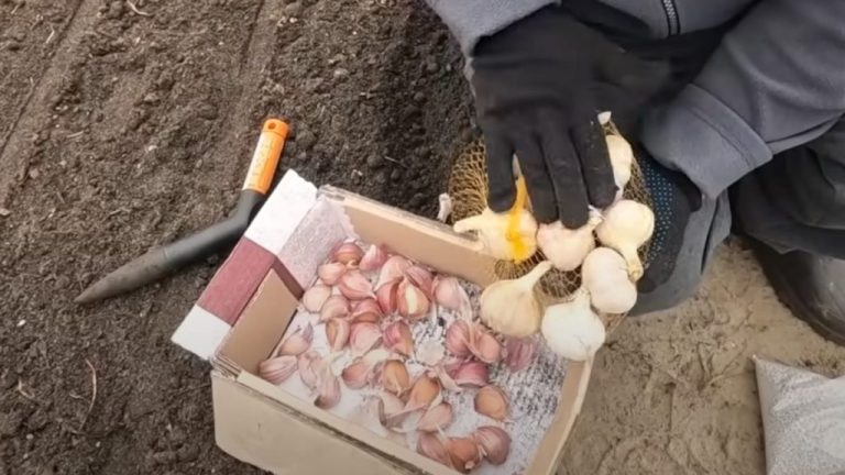 Раньше сажал озимый чеснок в октябре и получал низкий урожай. Соседка посоветовала посадить в августе – урожайность повысилась до 70%