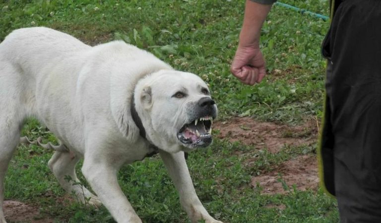Многие допускаю эту ошибку. Что делать, когда встретили агрессивную собаку: 8 главных правил