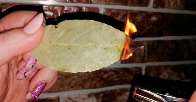 Зачем жечь лавровые листья дома. Должна знать каждая хозяйка