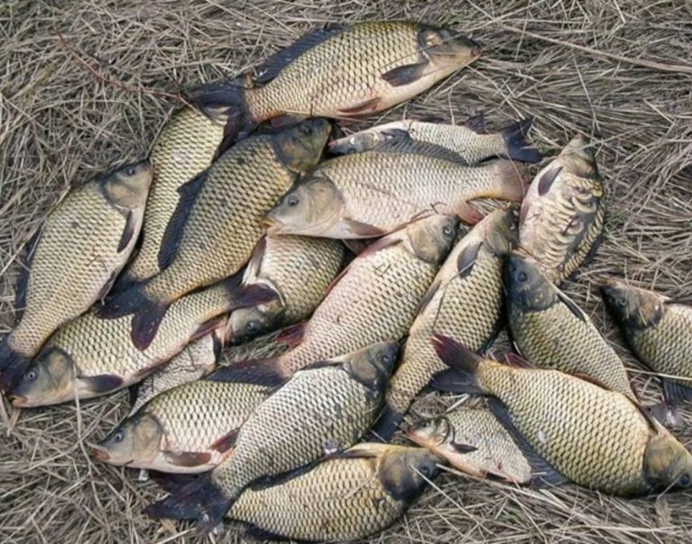 Друг моряк показал, как правильно почистить рыбу за 30 секунд без грязи и разлетания чешуи