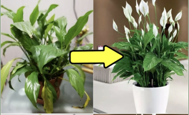 Никак не могла добиться красивого спатифиллума: не цвел, листья чернели. Все из-за 1 ошибки