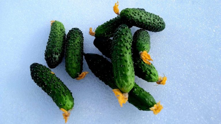 Оказывается наши предки умели сохранять свежие огурцы до Нового года. Необычный старинный способ