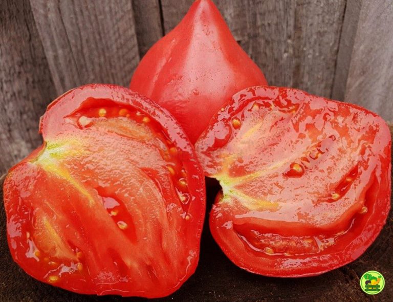 Мой любимый сорт помидор который никогда “не подкачает”. Сажаю его 11 лет и буду сажать и дальше