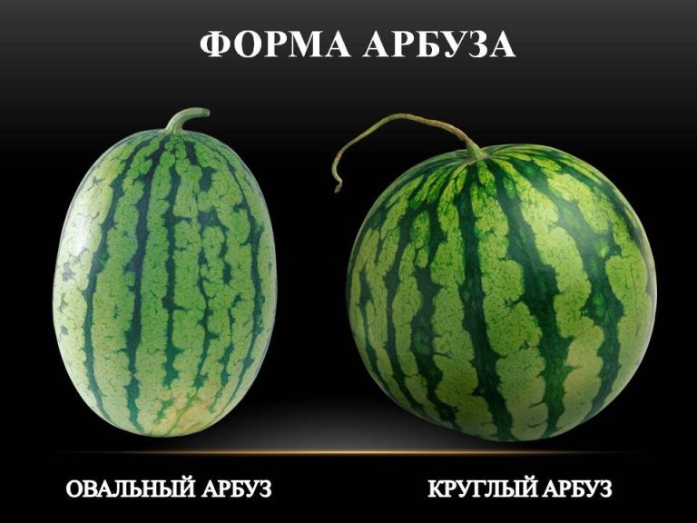 Знакомый азербайджанец рассказал как выбрать самый вкусный арбуз. 8 признаков спелого арбуза