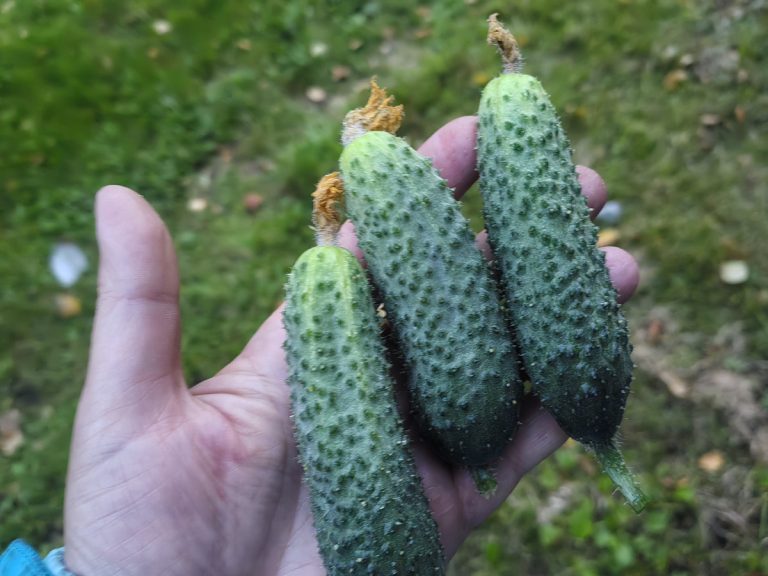 Завязи огурца замерли и не растут. Что делать?