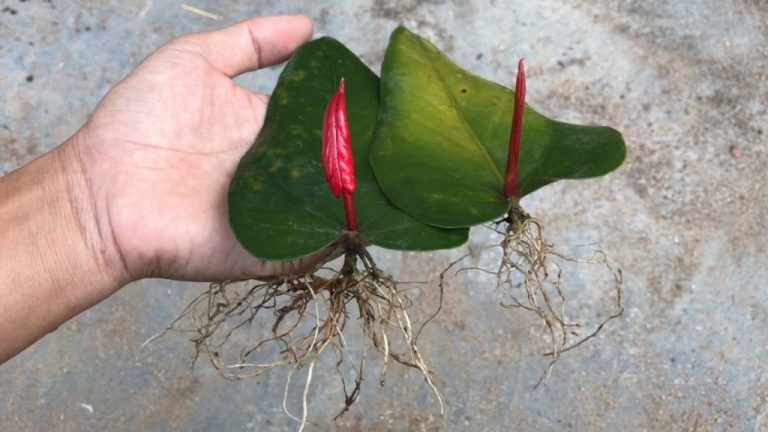 Всех своих подруг научила размножать антуриум листочком: превосходный эффект